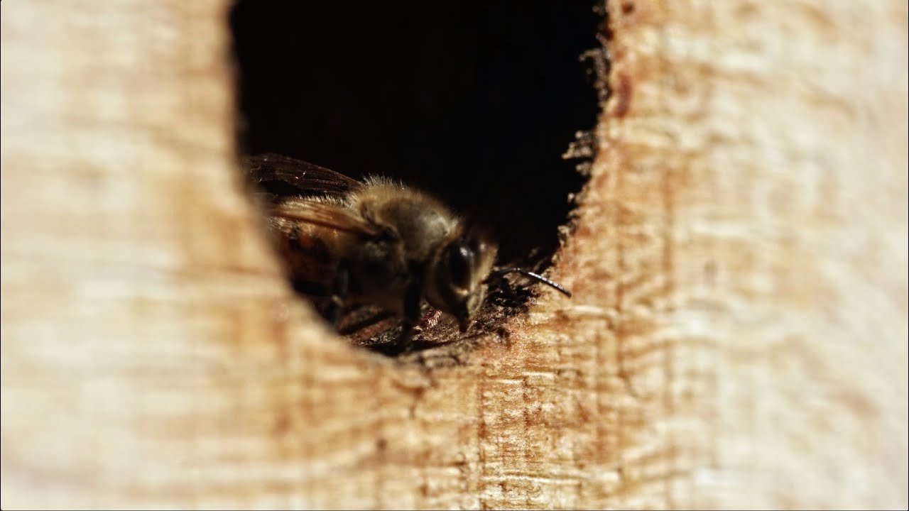 Images de tournages  "Être avec les abeilles"