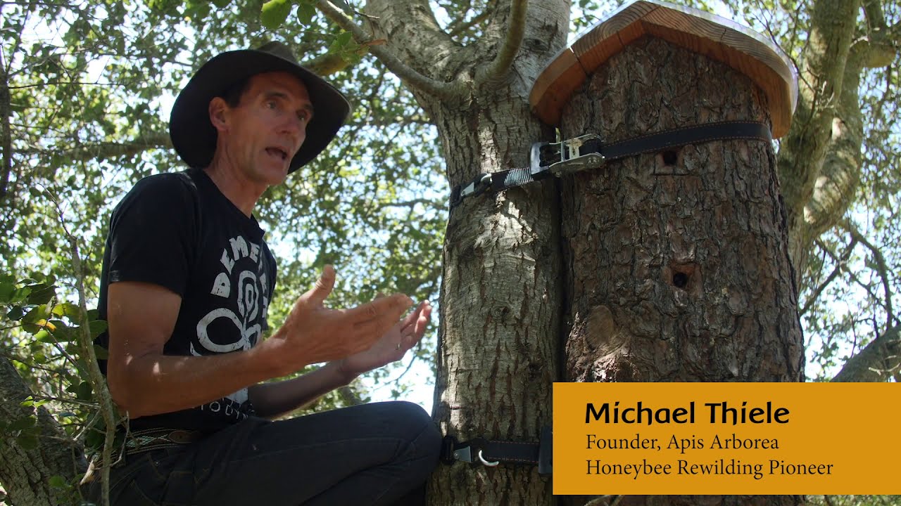 Rewilding Honeybees