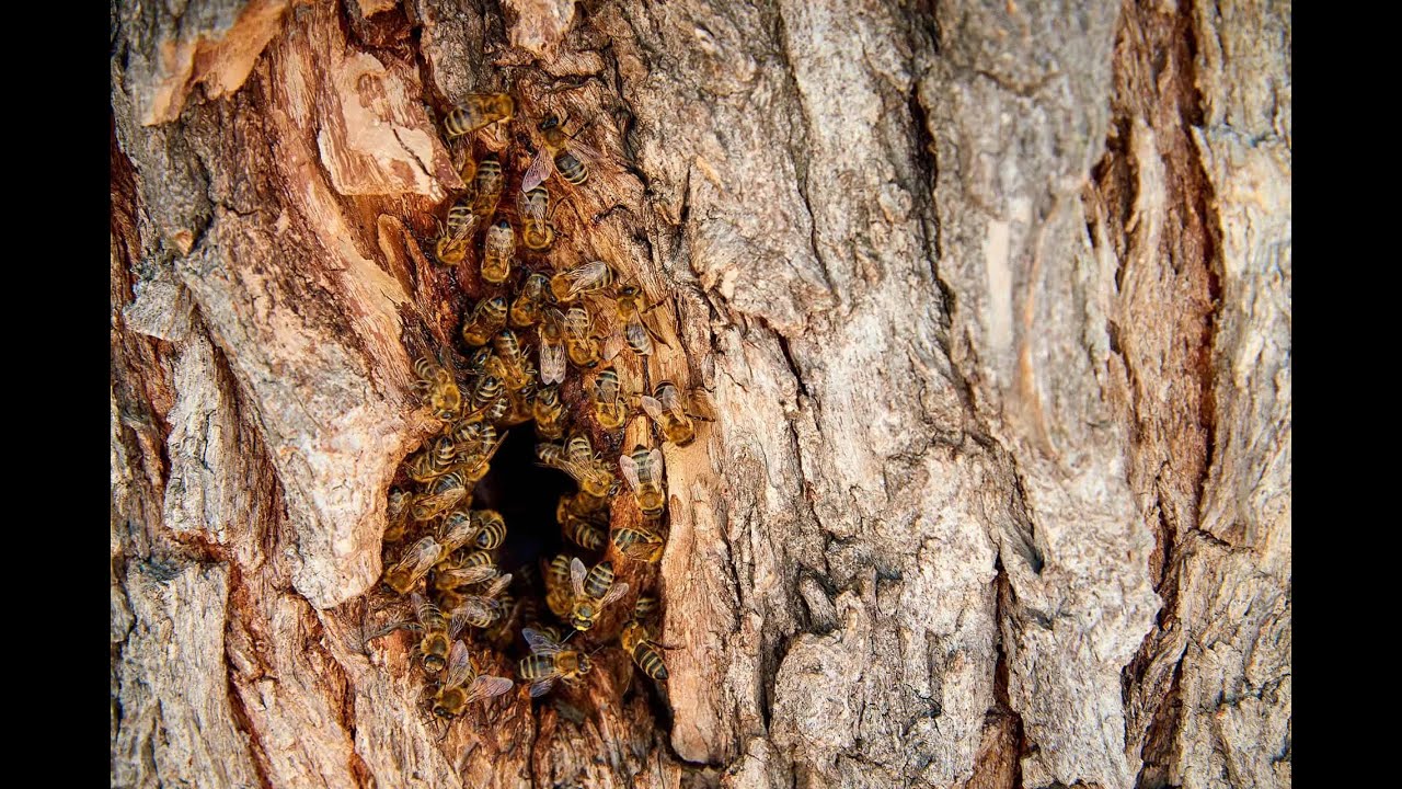 E-Conférence Abeilles en liberté #3 - Résilience et santé des abeilles