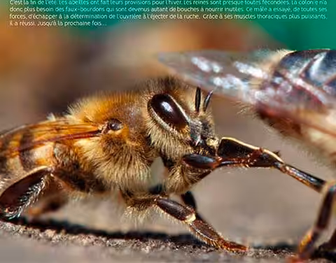 Myriam Levfebvre Abeilles en liberté