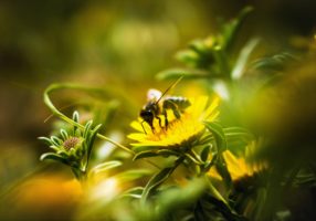 La parole aux pollinisateurs et à leur amis