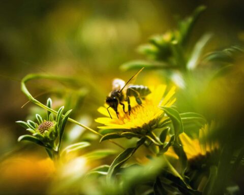 La parole aux abeilles, aux pollinisateurs et à leur amis