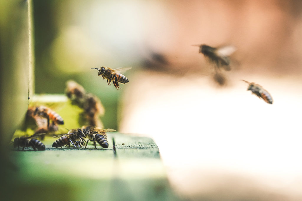abeilles de la ruche en état de stress