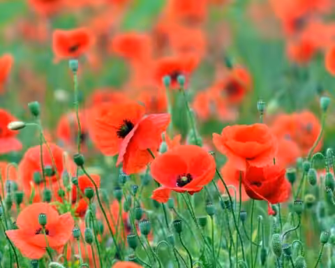 lettre à la rédaction d'abeilles en liberté