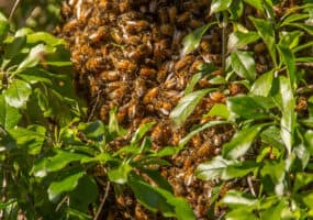 Enquête participative : Les « Arbres à abeilles »