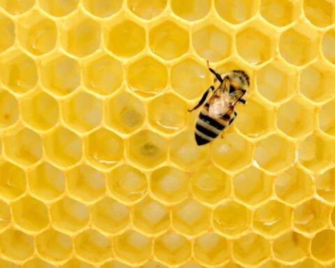 abeilles en liberté alternatif engagé