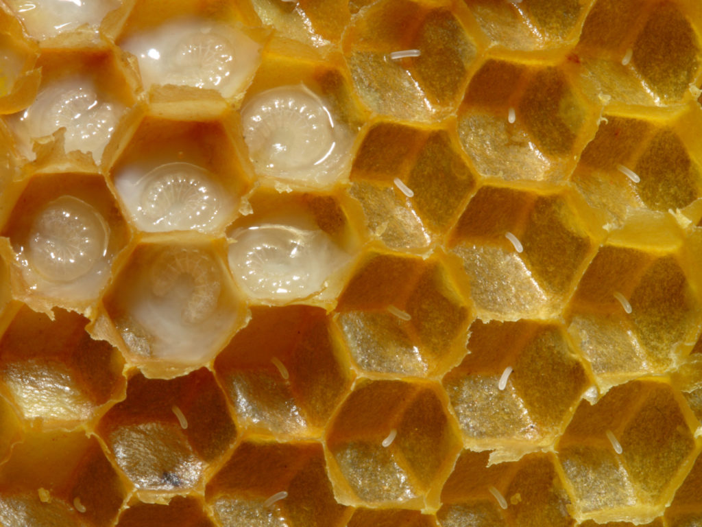 abeilles en liberté - gelée royale