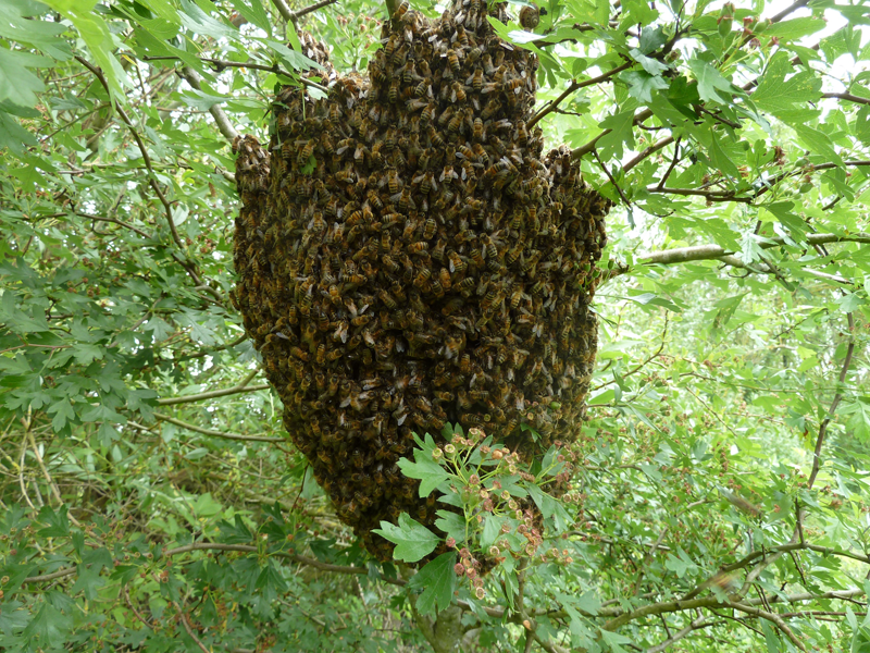 Essaim Abeilles en liberté