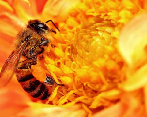 Abeilles africaines ou abeilles tueuses