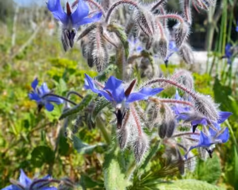 La bourrache etoile bleure pollinisateur
