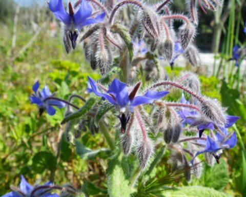 La bourrache etoile bleure pollinisateur