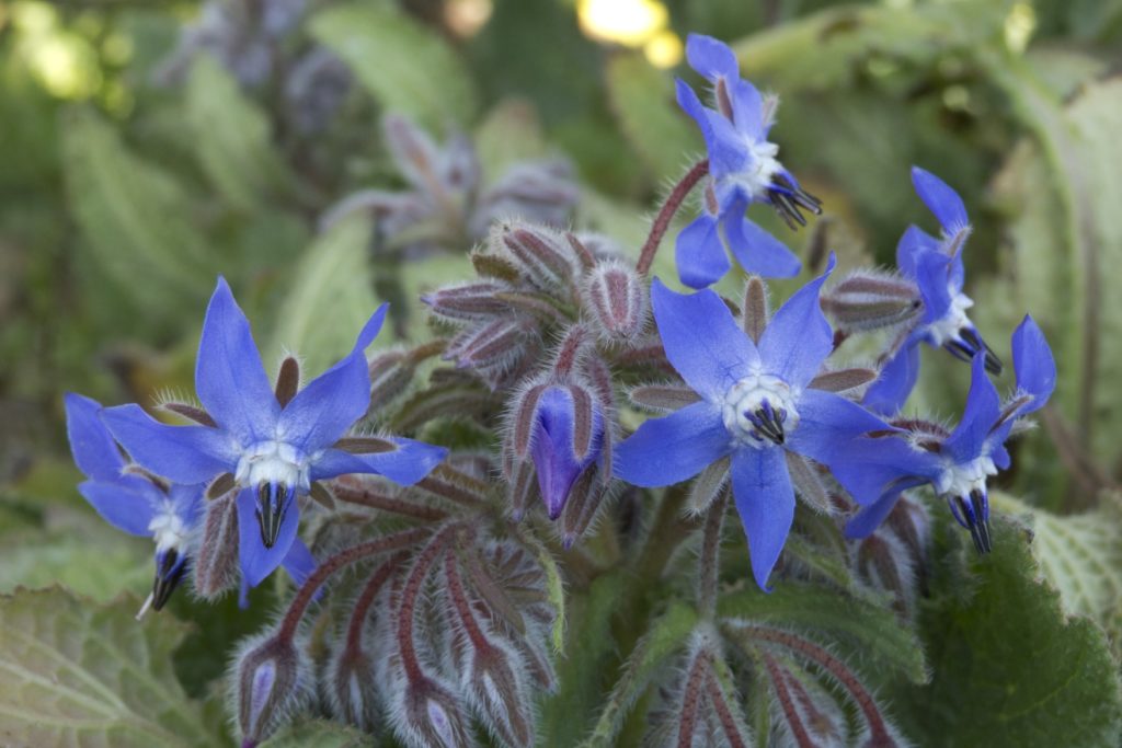 La bourrache étoile bleue pollinisateur