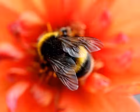 Pollinis, une ONG qui dérange