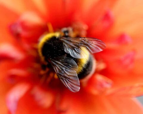 Pollinis, une ONG qui dérange