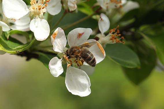 abeille butine 