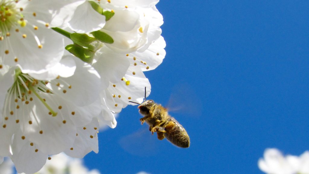 abeille butine en liberte