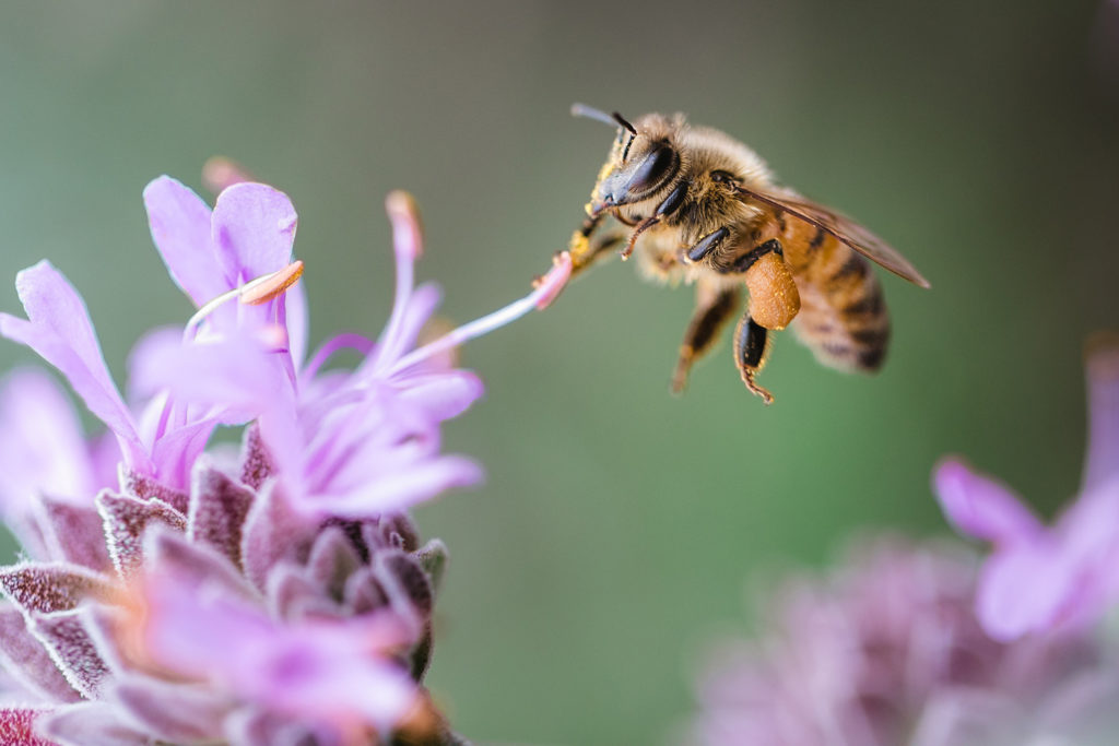 abeilles liberte apiculture