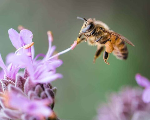 abeilles liberte apiculture