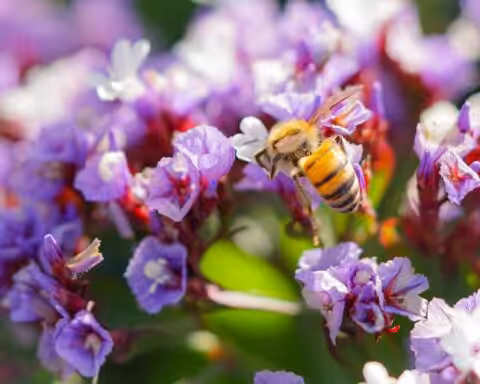 abeilles noires sauvages