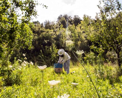 apiculture naturelle bernard bertrand age de faire