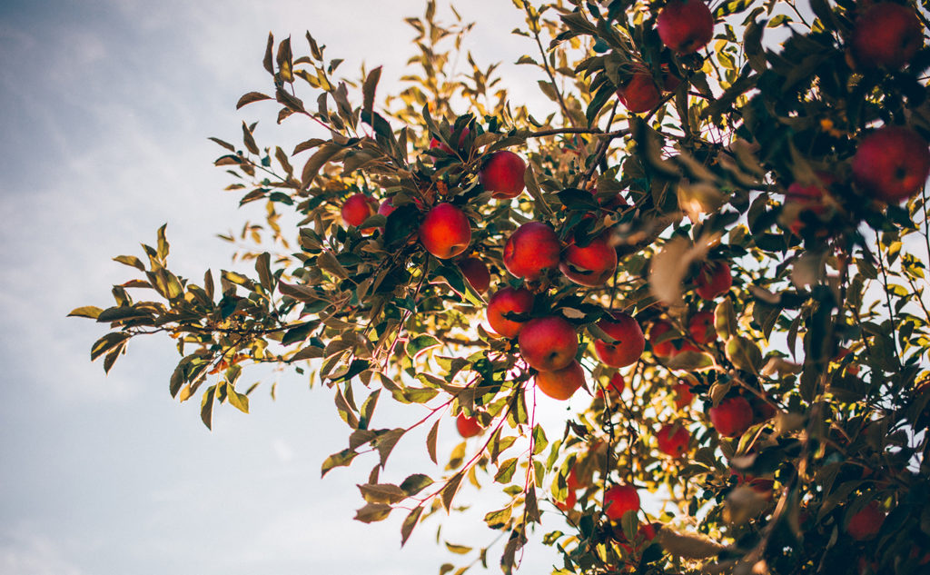 arboriculture apiculture pollinisation