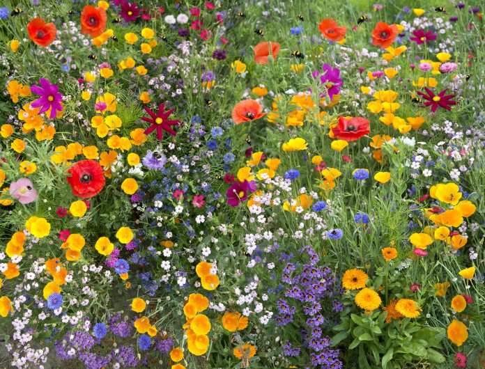 sauver-abeilles-jardin-fleurs-plantes-melliferes-24