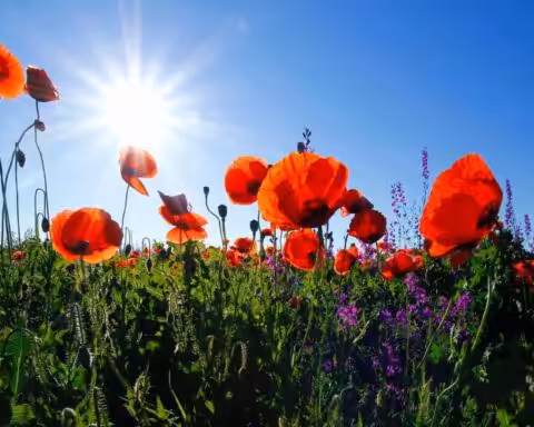 sauver les abeilles graines plantes melliferes collecte