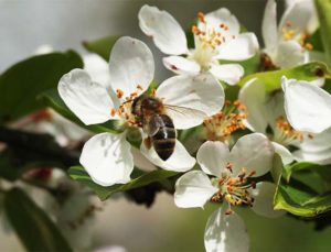 abeille mellifère