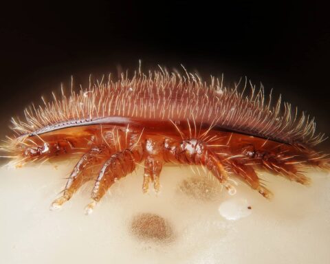 Varroa destructor