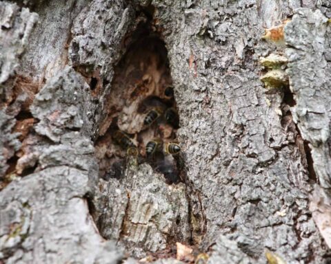 Abeilles dans une ruche tronc