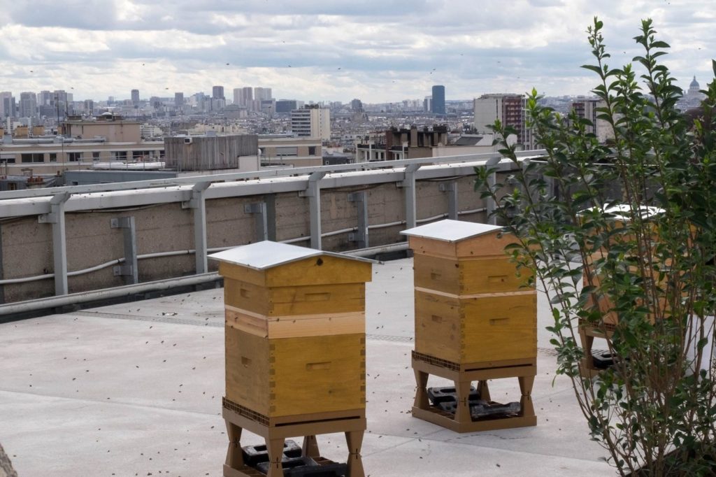 Ruches en villes, un danger ?