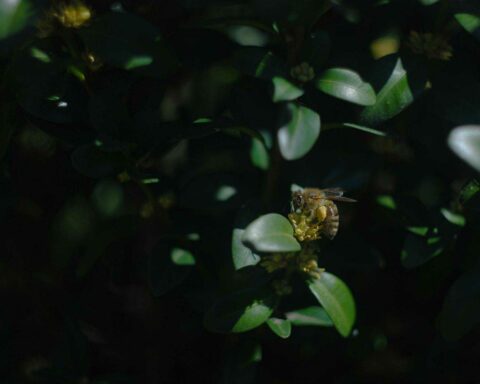 abeille insecte des forets