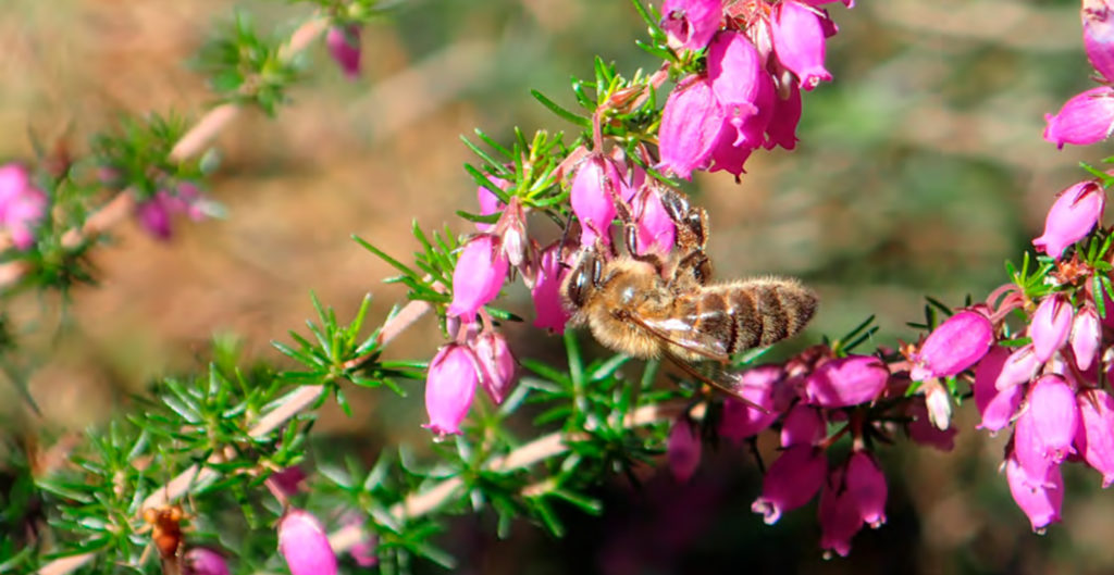 Abeille mellifère butinant sur la bruyère