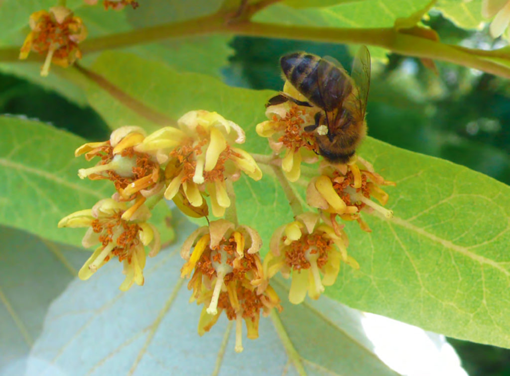 Abeille mellifère butinant une fleur de tilleul