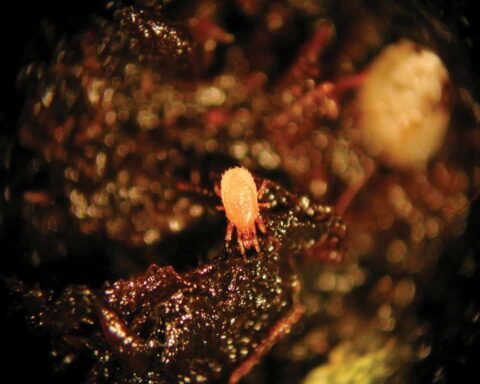 Stratiolaelaps scimitus acarien prédateur