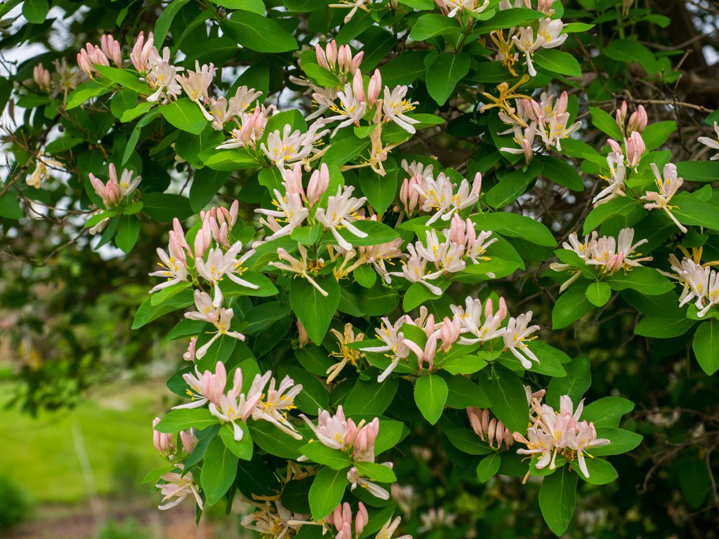 Lonicera fragantissima