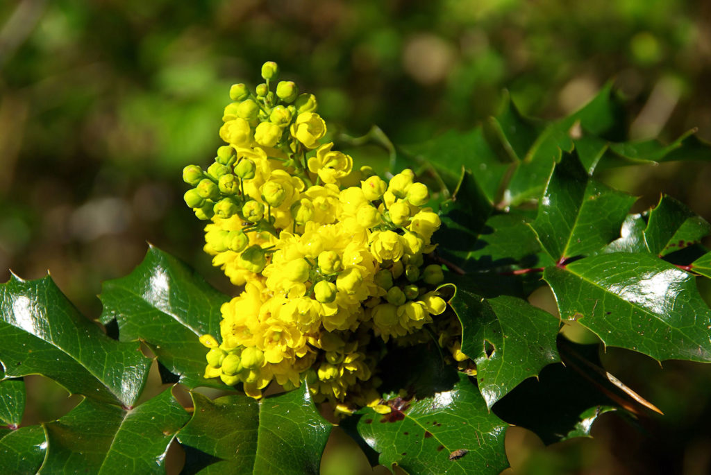 Mahonia aquifolium