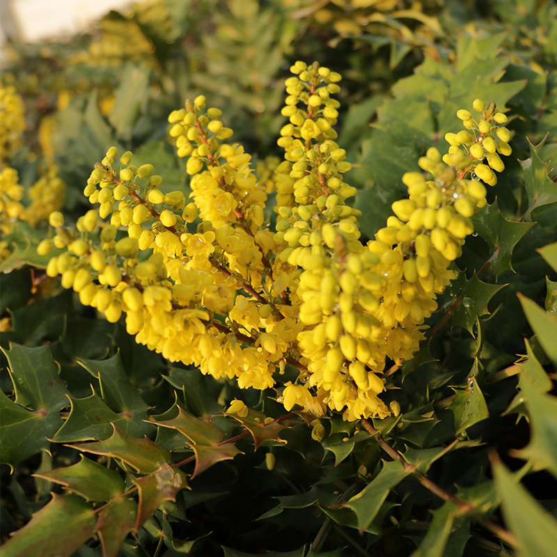 Mahonia bealei