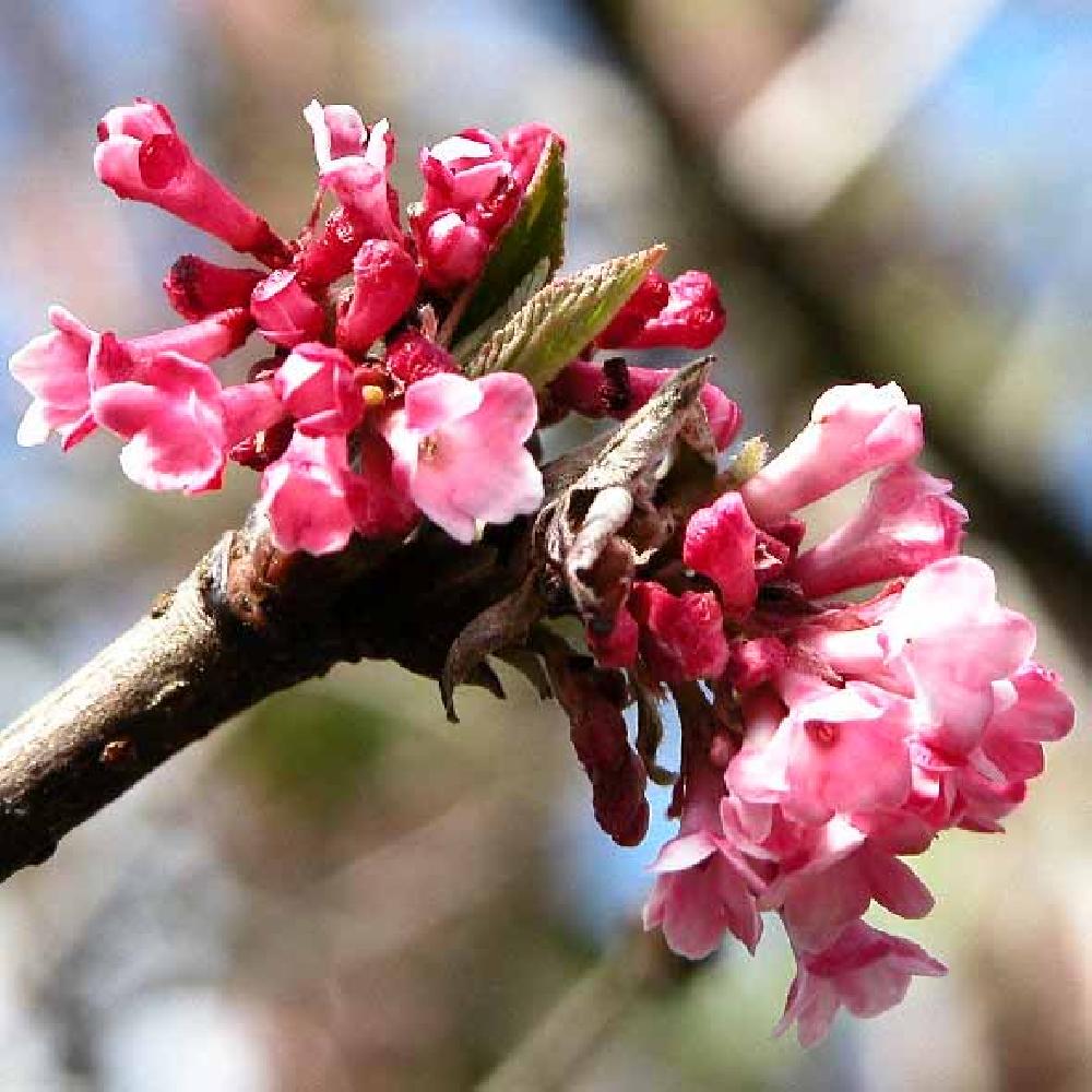 Viburnum bodnantense