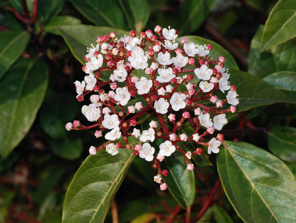 Viorne tin, Viburnum tinus