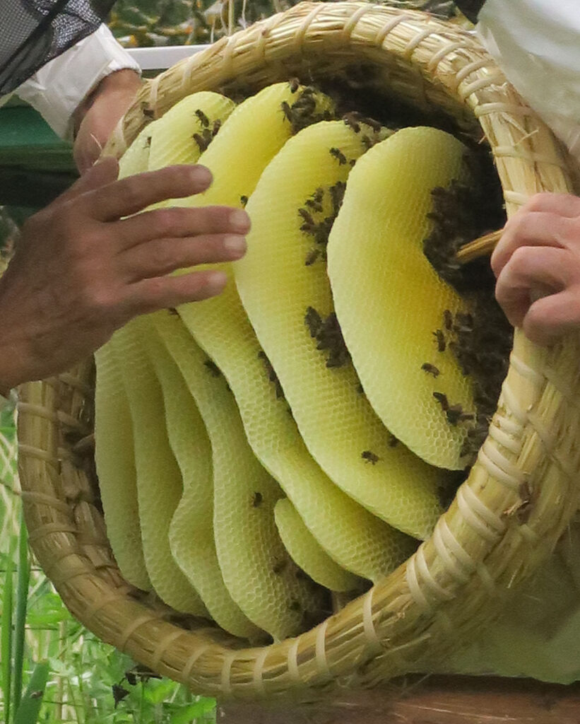 Abeilles en liberté - ruche en paille