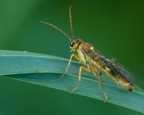 Femelle Tenthredopsis Sordida