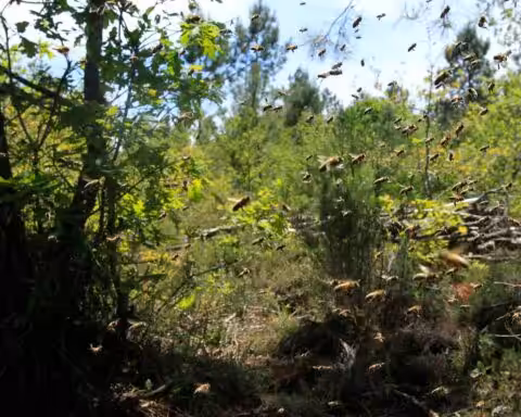 Les Abeilles sont en liberté