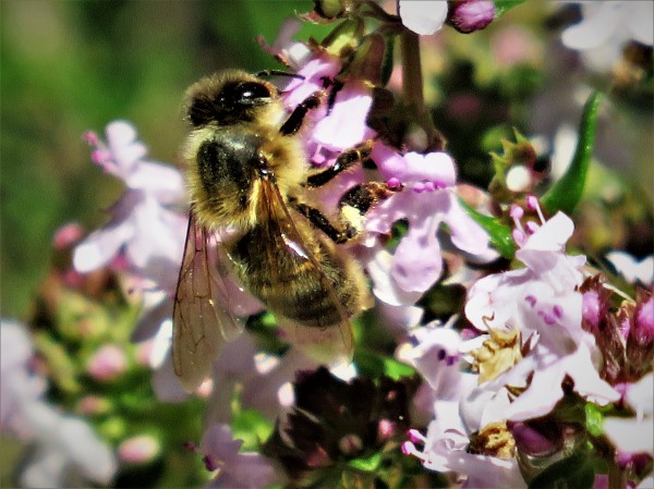 Abeille noire Mellifera