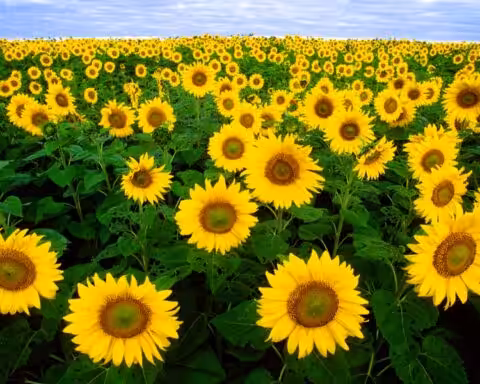 champs-de-tournesols
