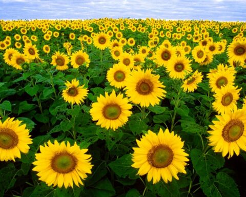 champs-de-tournesols