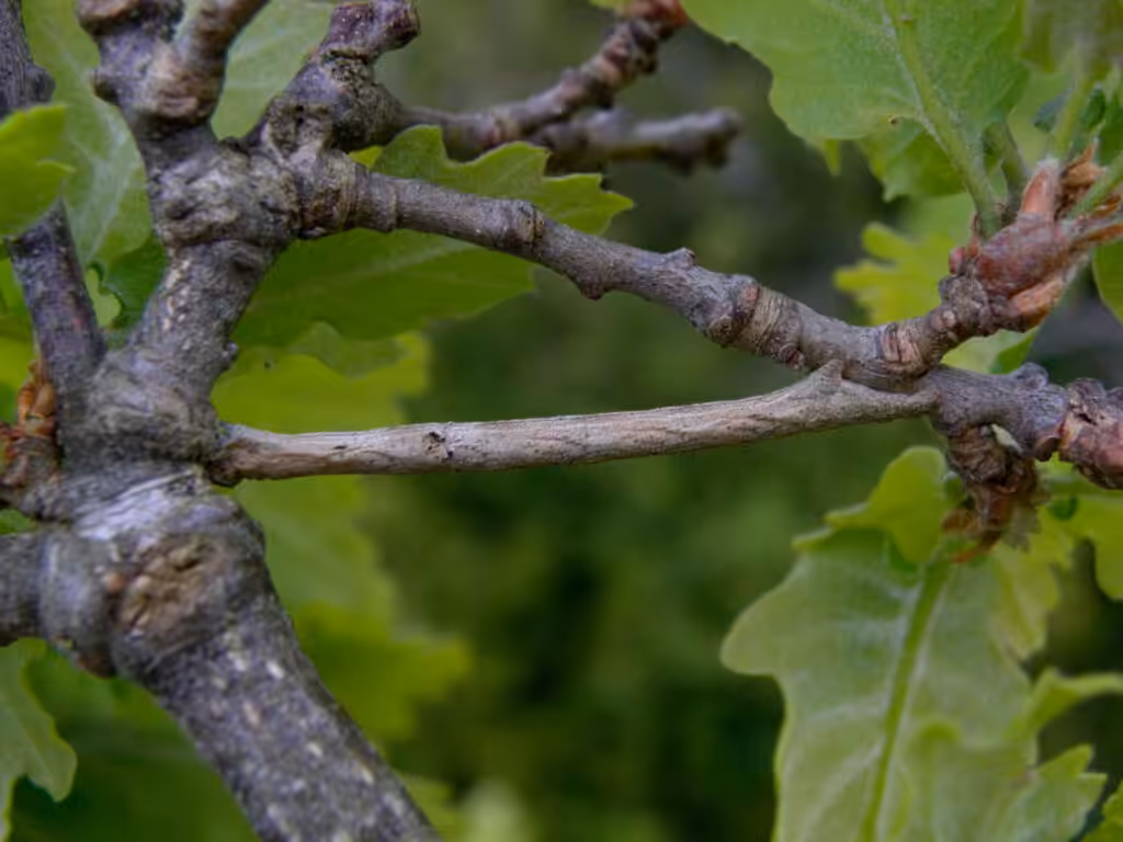 Photo_7_Chenille_Peribatodes_rhomboidaria_Gourvil_PY