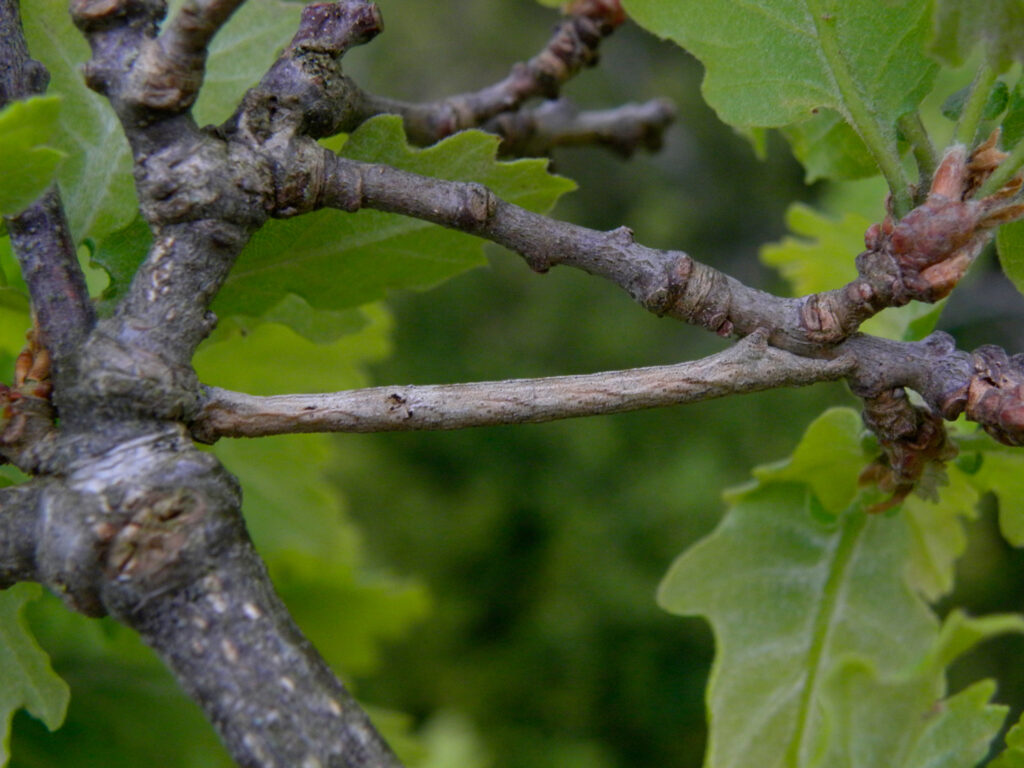 Photo_7_Chenille_Peribatodes_rhomboidaria_Gourvil_PY