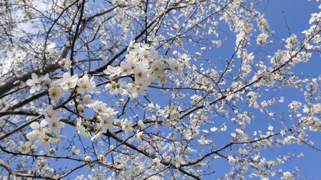 PRUNELLIERS-EN-FLEURS©Stéphane-Bonnet