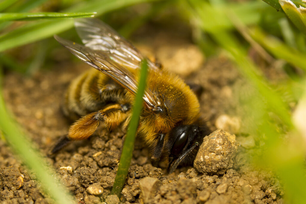 nature-photography-flower-wildlife-pollen-insect